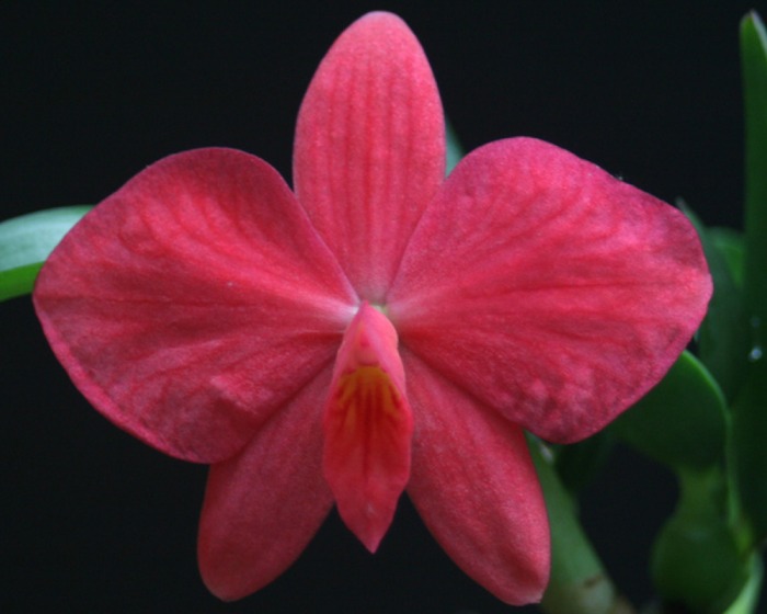 1 blühfähige Orchidee der Sorte Slc Circle of Live Hybride traumhafte Orchidee vom deutschen Züchter 